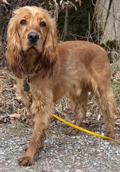 Bagle sucht seine Menschen in Bayern