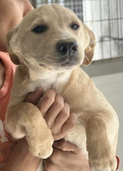 Sandy süße Maus / bei München