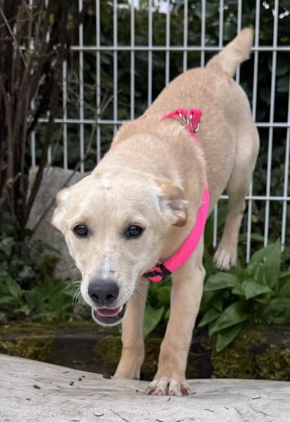 Sandy süße Maus / bei München