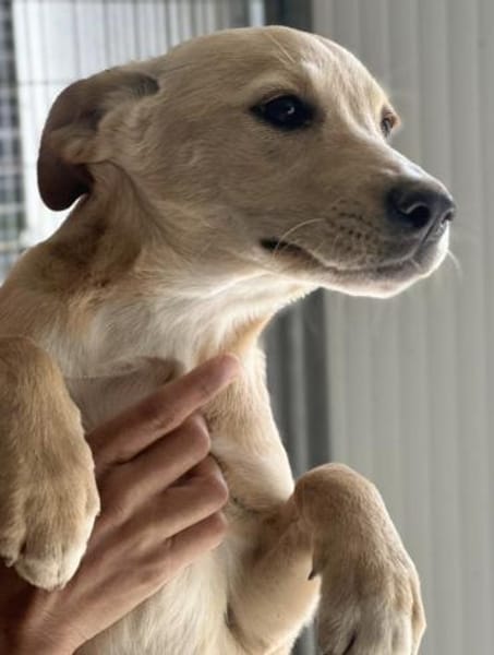 Sandy süße Maus / bei München