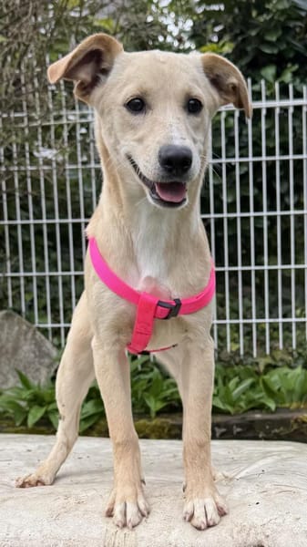 Sandy süße Maus / bei München