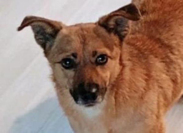 FIETE, kleiner Herzensbrecher