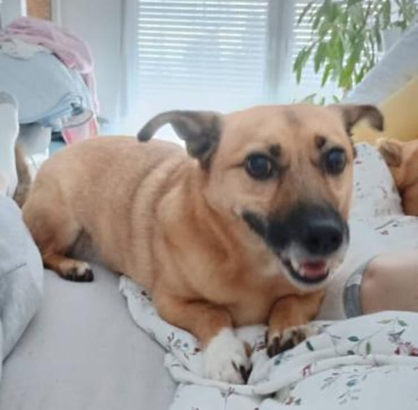 FIETE, kleiner Herzensbrecher