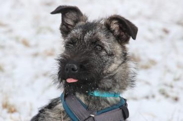 Cleo 7 mon. 35- 40 cm