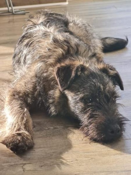 Cleo 7 mon. 35- 40 cm