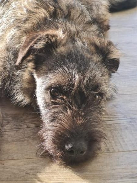 Cleo 7 mon. 35- 40 cm