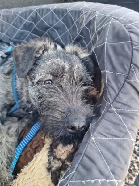 Cleo 7 mon. 35- 40 cm