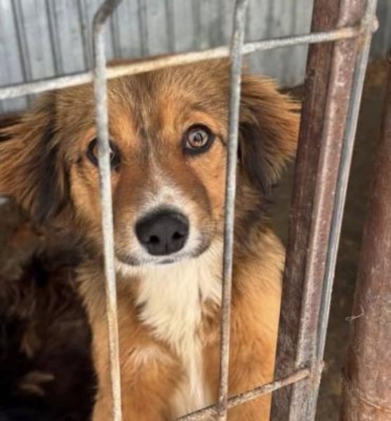 INDIE sucht ihre Herzensmenschen