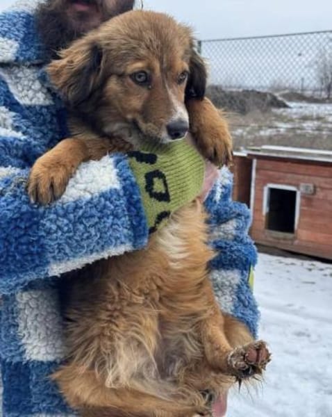 INDIE sucht ihre Herzensmenschen