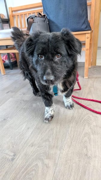 Hündin Rebe in 26180 Rastede / Nethen