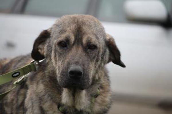 Ayko sucht seine Lieblingsmenschen...