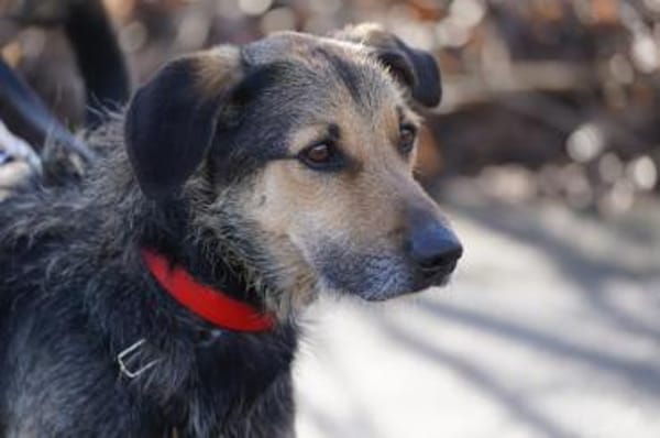 Quinqui - Zuhause gesucht