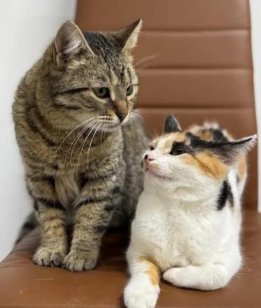 Alma & Sassy Traumpärchen sucht Paradies