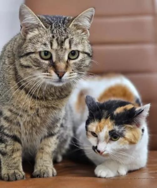 Alma & Sassy Traumpärchen sucht Paradies