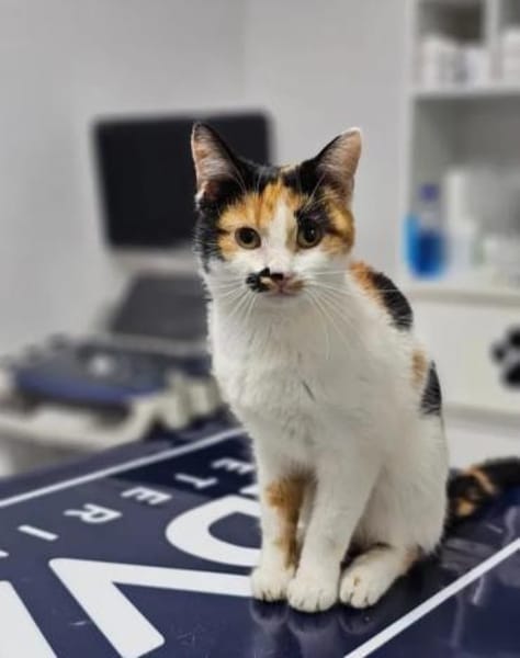 Alma & Sassy Traumpärchen sucht Paradies