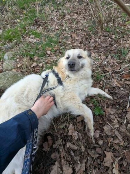 Marou - die Grinsebacke 🐾