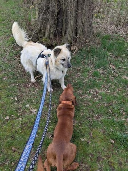 Marou - die Grinsebacke 🐾