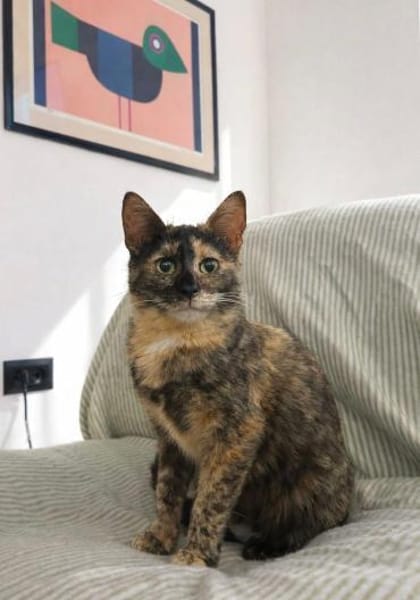 Katzenmädchen Iskra sucht Spieleparadies