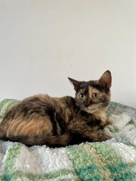 Katzenmädchen Iskra sucht Spieleparadies