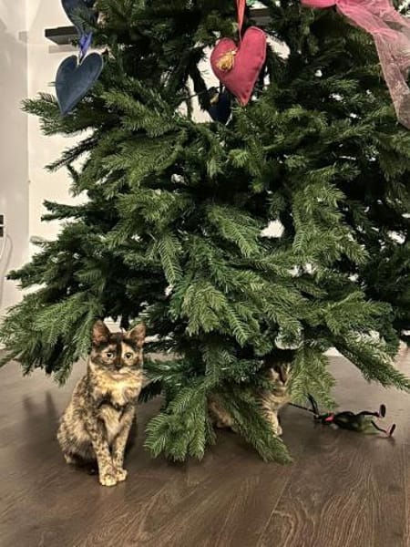 Katzenmädchen Iskra sucht Spieleparadies