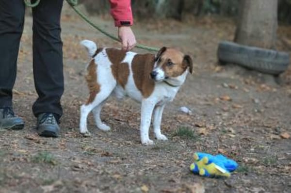 Der aktive Ben sucht ein Zuhause