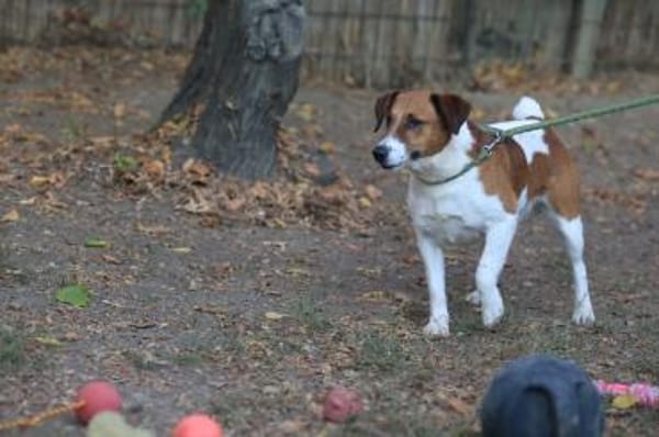 Der aktive Ben sucht ein Zuhause