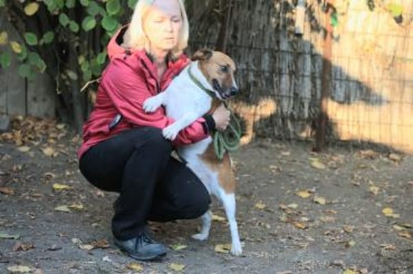 Der aktive Ben sucht ein Zuhause