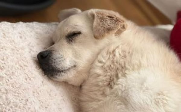 Aufmerksamer und freundlicher Lonni