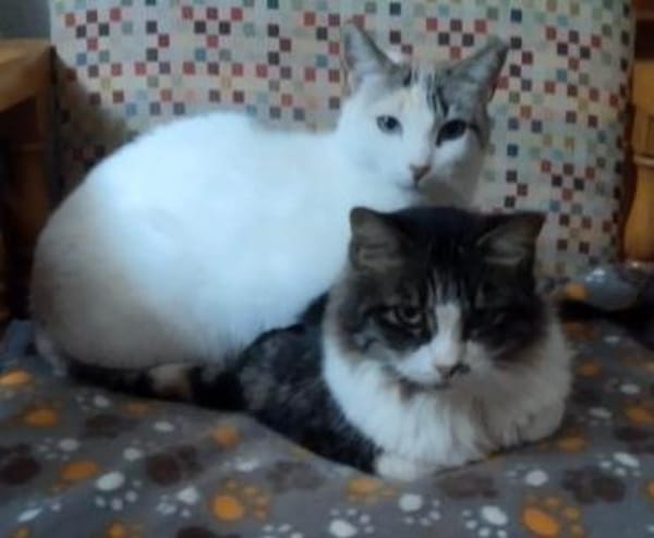 Nieve und Peluda-unzertrennliches Duo