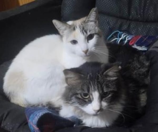 Nieve und Peluda-unzertrennliches Duo