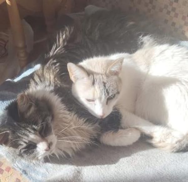 Nieve und Peluda-unzertrennliches Duo