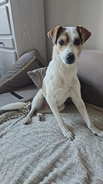 Ivo möchte endlich ankommen