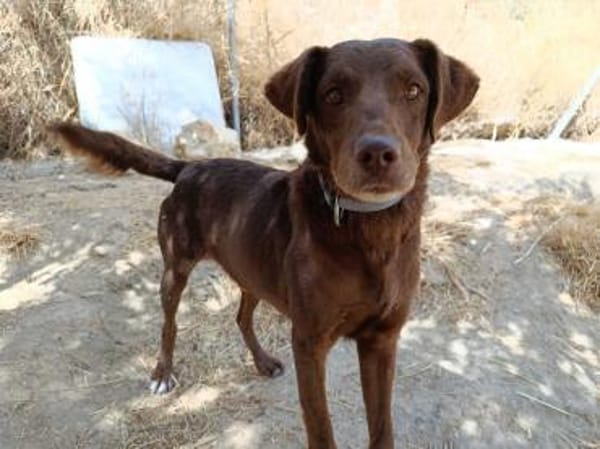 Tender eine treue Seele