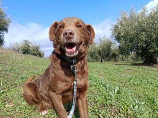 Tender eine treue Seele