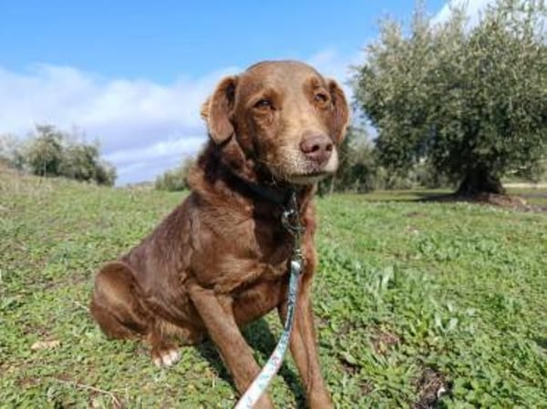 Tender eine treue Seele