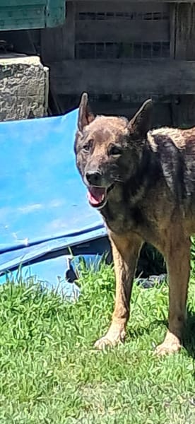 PETRA simil pastore Tedesco grigio