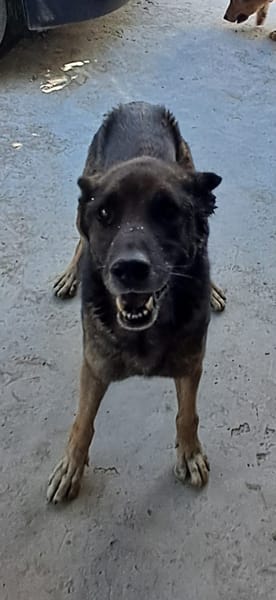 PETRA simil pastore Tedesco grigio