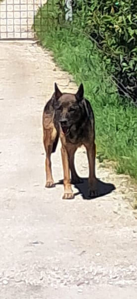 PETRA simil pastore Tedesco grigio