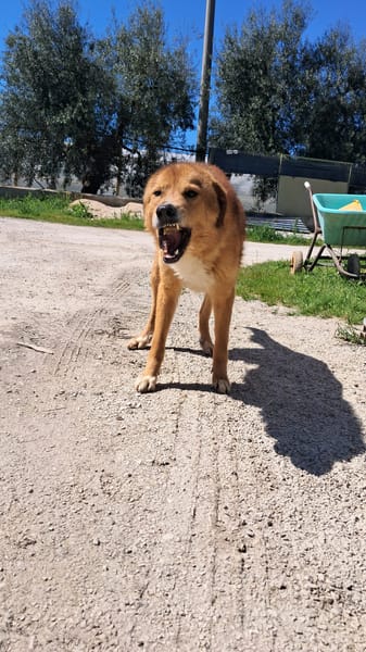 Ciao a tutti, mi chiamo BISCOTTO