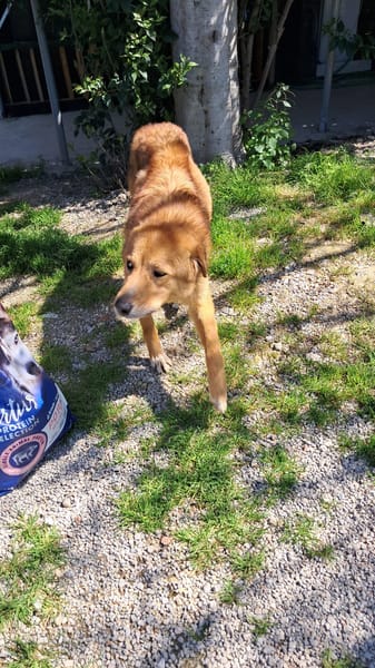 Ciao a tutti, mi chiamo BISCOTTO