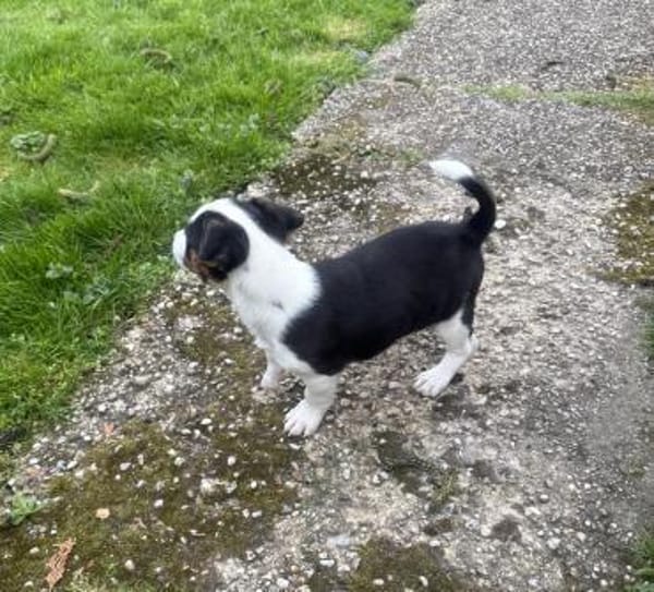 Cosmo ein tolles Kerlchen