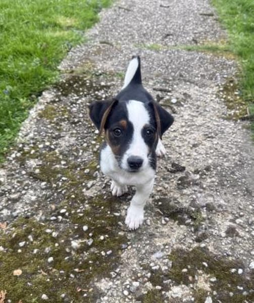 Cosmo ein tolles Kerlchen