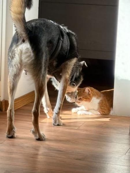 Takko sucht sein Zuhause