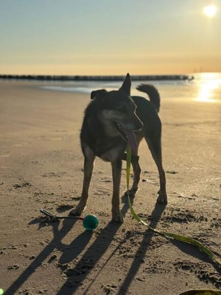 Takko sucht sein Zuhause