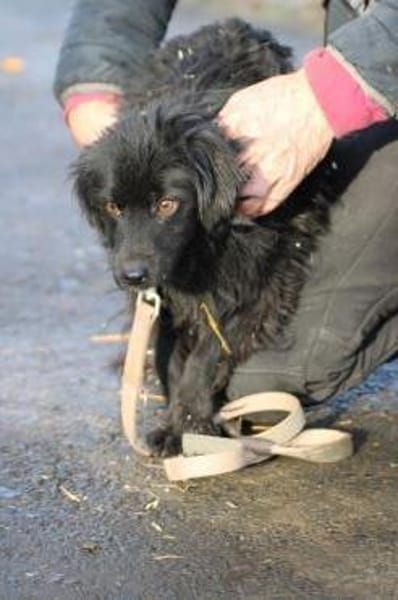 Juna - goldiger, verspielter Jungrüde