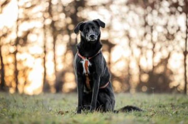 KELDA -neugierig, verschmust & verspielt