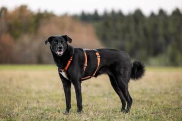 KELDA -neugierig, verschmust & verspielt