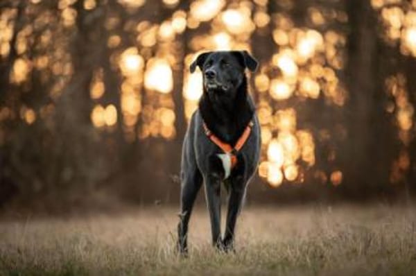 KELDA -neugierig, verschmust & verspielt