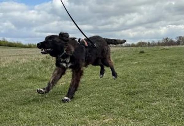 Wolfi - Kleiner Tollpatsch auf der Suche