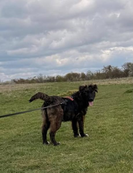 Wolfi - Kleiner Tollpatsch auf der Suche